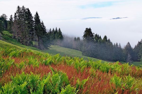 Jones, Adam 아티스트의 Foggy view of grasses and ferns-Dolason Prairie작품입니다.